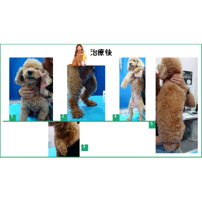 10/24 病例分享｜尼克的奇蹟「毛」力轉變記