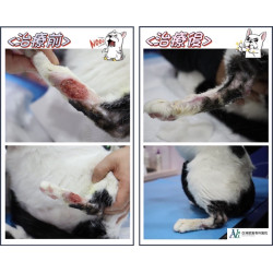 案例分享((頑強的傷口終於癒合起來啦)) 案例分享((頑強的傷口終於癒合起來啦))