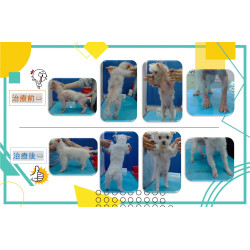 病例分享-驚奇篇!!!!!!!! 病例分享-驚奇篇!!!!!!!!