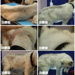 『微生物感染』的狗狗在我們醫院治療前後的對比 『微生物感染』的狗狗在我們醫院治療前後的對比