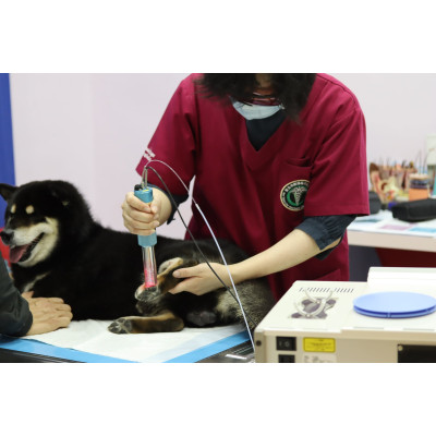 我們院長幫黑柴打雷射ing...