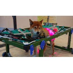 皮膚生病了的狗狗接受治療中…… 皮膚生病了的狗狗接受治療中……