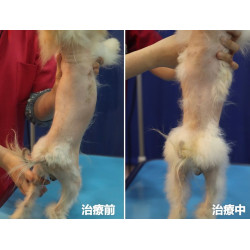 內分泌引起脫毛症 內分泌引起脫毛症