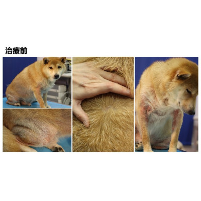 案例分享《淺層膿皮症》 案例分享《淺層膿皮症》