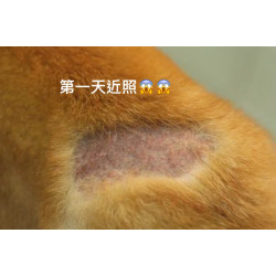 毛茸茸小屁股 脫毛一大片 到底花生省魔術??? 毛茸茸小屁股 脫毛一大片 到底花生省魔術???