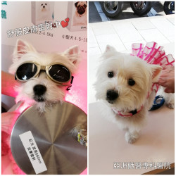 昨天醫院來了一隻可愛的小辣妹 昨天醫院來了一隻可愛的小辣妹