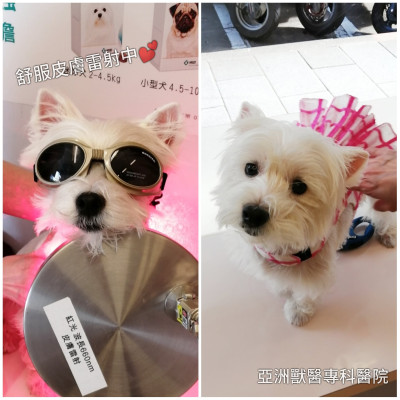 昨天醫院來了一隻可愛的小辣妹