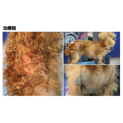 案例分享《異位性皮膚炎繼發嚴重全身性二次感染》 案例分享《異位性皮膚炎繼發嚴重全身性二次感染》