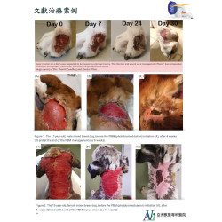 全台獨家|本院引進最新歐美澳--螢光光療技術(動物專用) 全台獨家|本院引進最新歐美澳--螢光光療技術(動物專用)