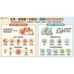 1/16 毛孩一直舔腳、腳掌紅腫發臭、走路怪怪的？「花生什麼素」？！專業皮膚科獸醫師提醒：恐是足部皮膚炎！
