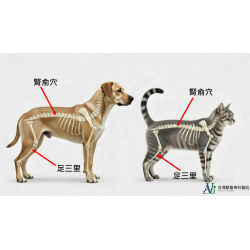 1/20 大寒節氣毛孩養生術：中獸醫教你按摩「腎俞」與「足三里」