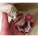 1/16 毛孩一直舔腳、腳掌紅腫發臭、走路怪怪的？「花生什麼素」？！專業皮膚科獸醫師提醒：恐是足部皮膚炎！