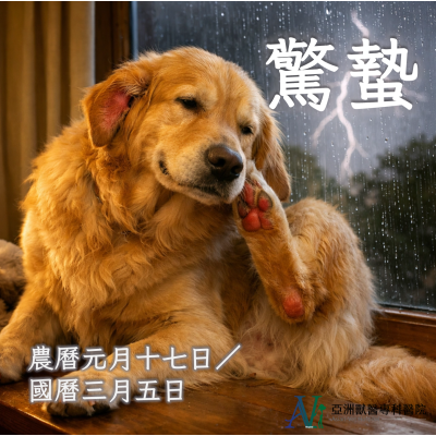 3/4 驚蟄到，毛孩也「醒」了？ ——從中獸醫角度談犬貓春季皮膚與體質調養祕笈