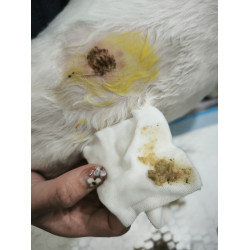 3/13 病例分享｜狗狗皮膚腫塊一定是腫瘤嗎？認識犬表皮囊腫  