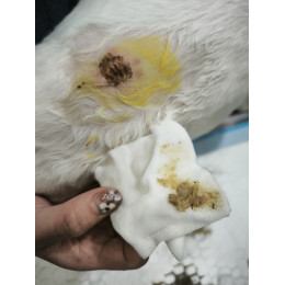 3/13 病例分享｜狗狗皮膚腫塊一定是腫瘤嗎？認識犬表皮囊腫  