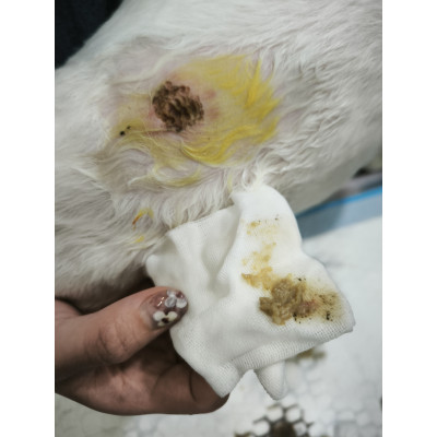 3/13 病例分享｜狗狗皮膚腫塊一定是腫瘤嗎？認識犬表皮囊腫